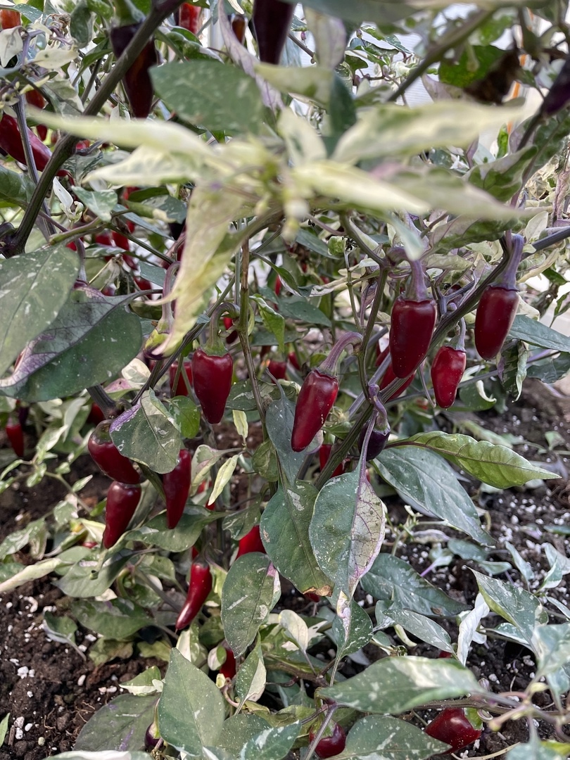 Сорт острого перца Dream catcher x Purple Jalapeno - фото 3