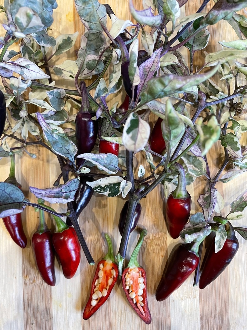 Плоды острого перца Dream catcher x Purple Jalapeno - фото 4