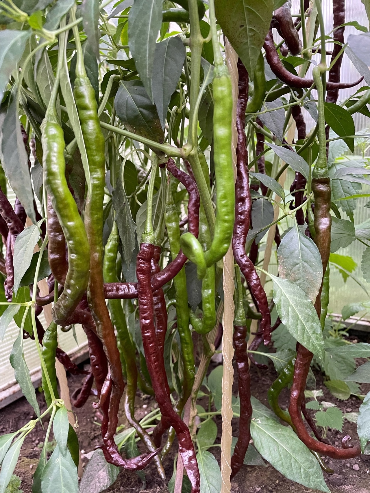 Семена острого перца Thunder Mountain Longhorn (шоколадная версия)