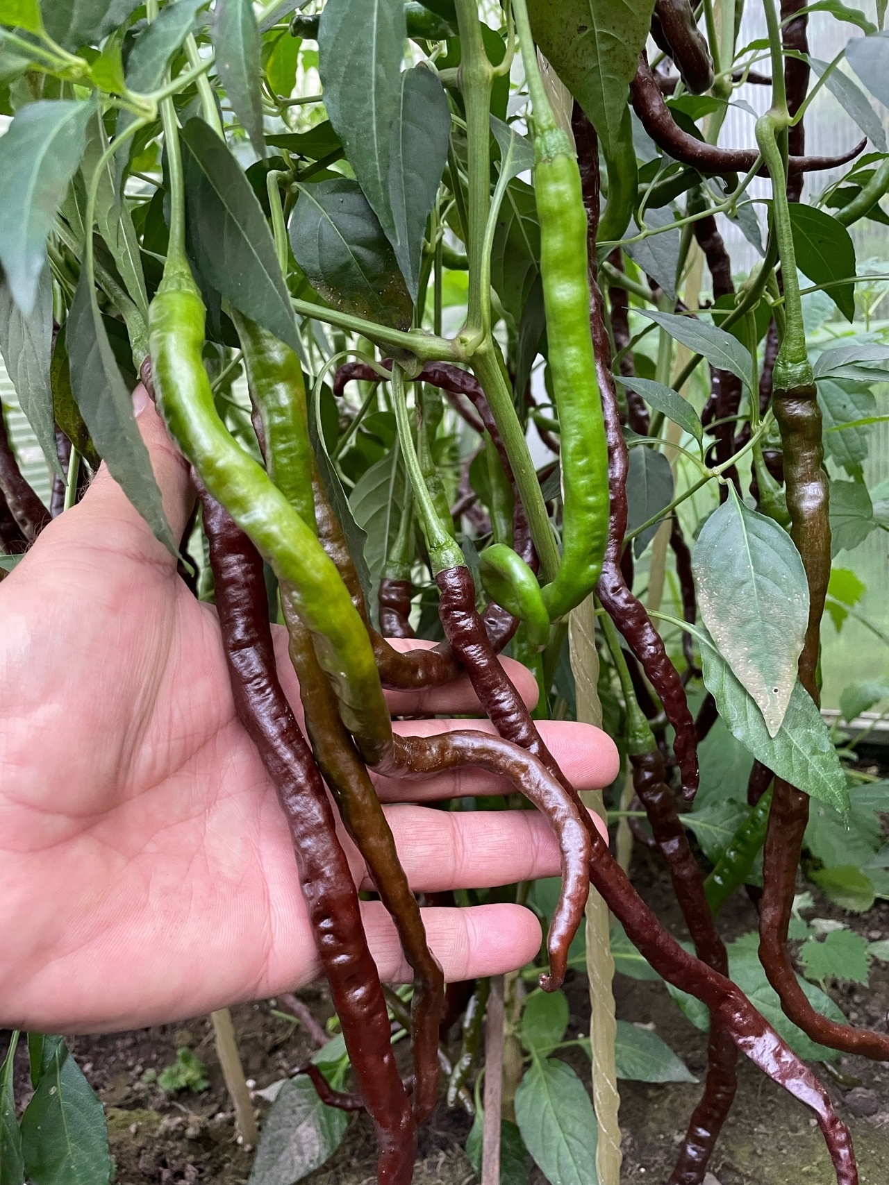 Выращивание острого перца Thunder Mountain Longhorn (шоколадная версия) - фото 2