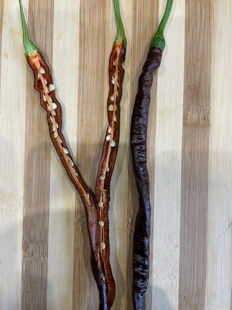 Сорт острого перца Thunder Mountain Longhorn (шоколадная версия) - фото 3