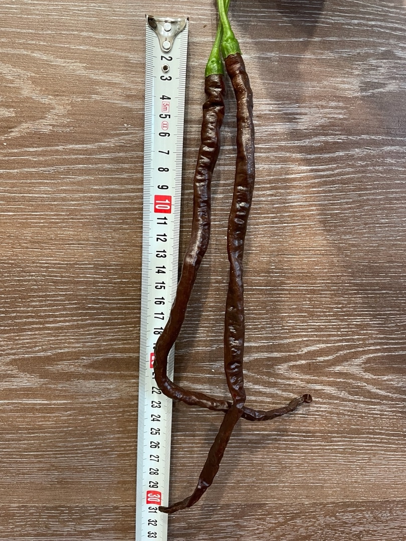 Плоды острого перца Thunder Mountain Longhorn (шоколадная версия) - фото 4