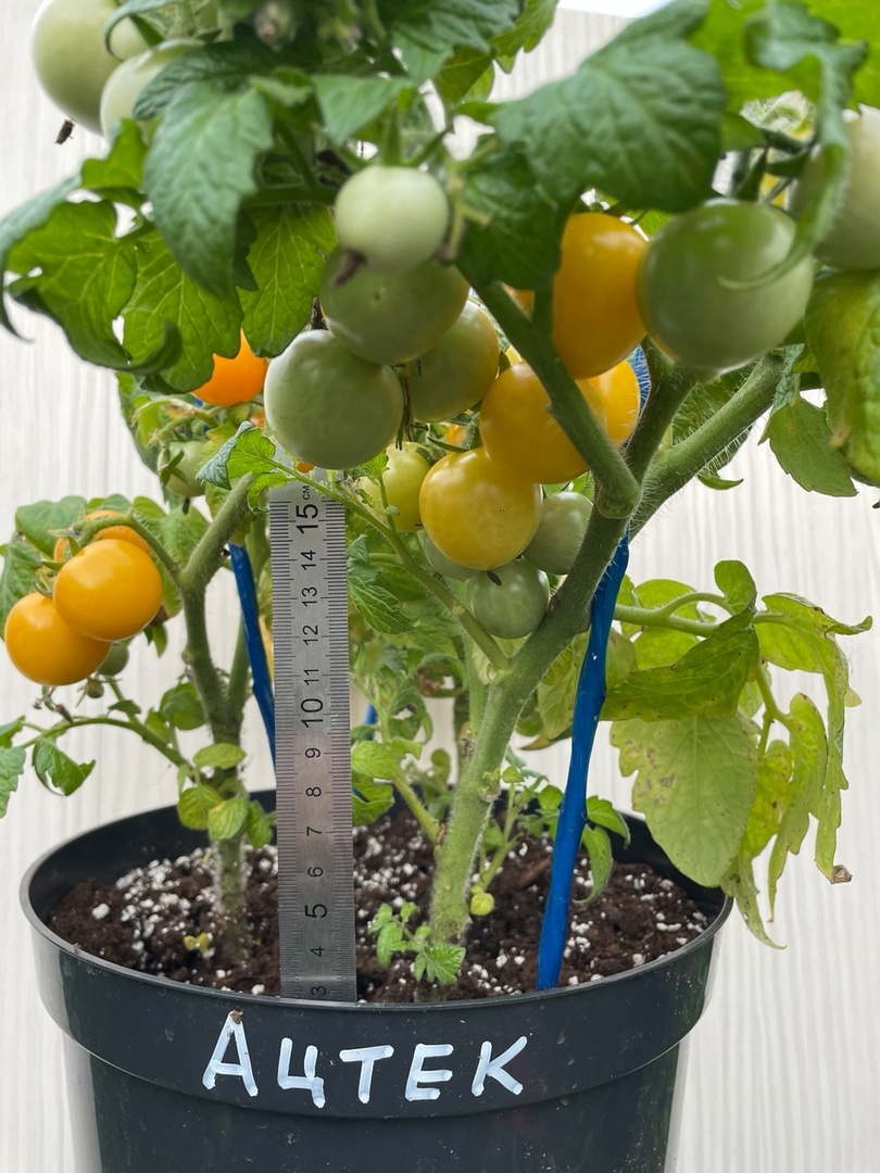 Семена томатов Ацтек