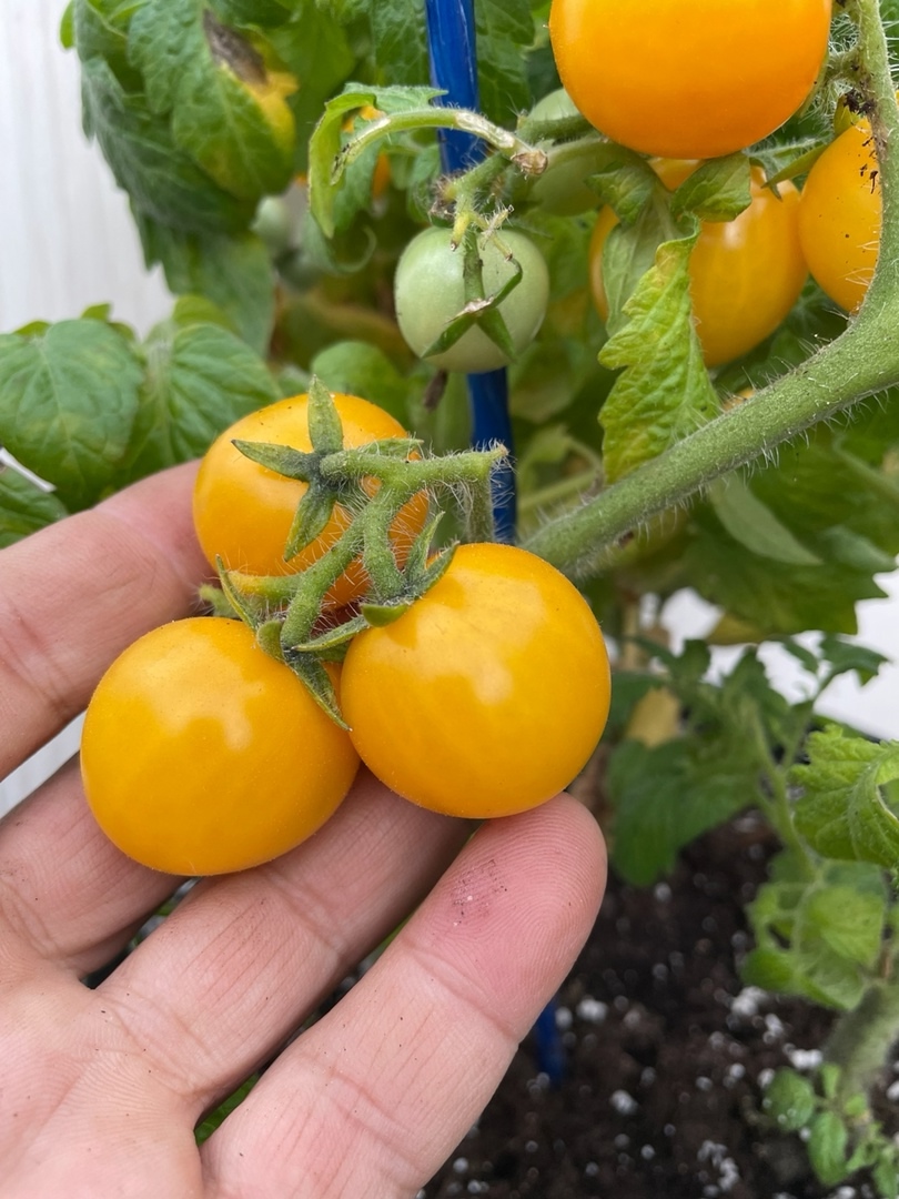 Выращивание томатов Ацтек - фото 2