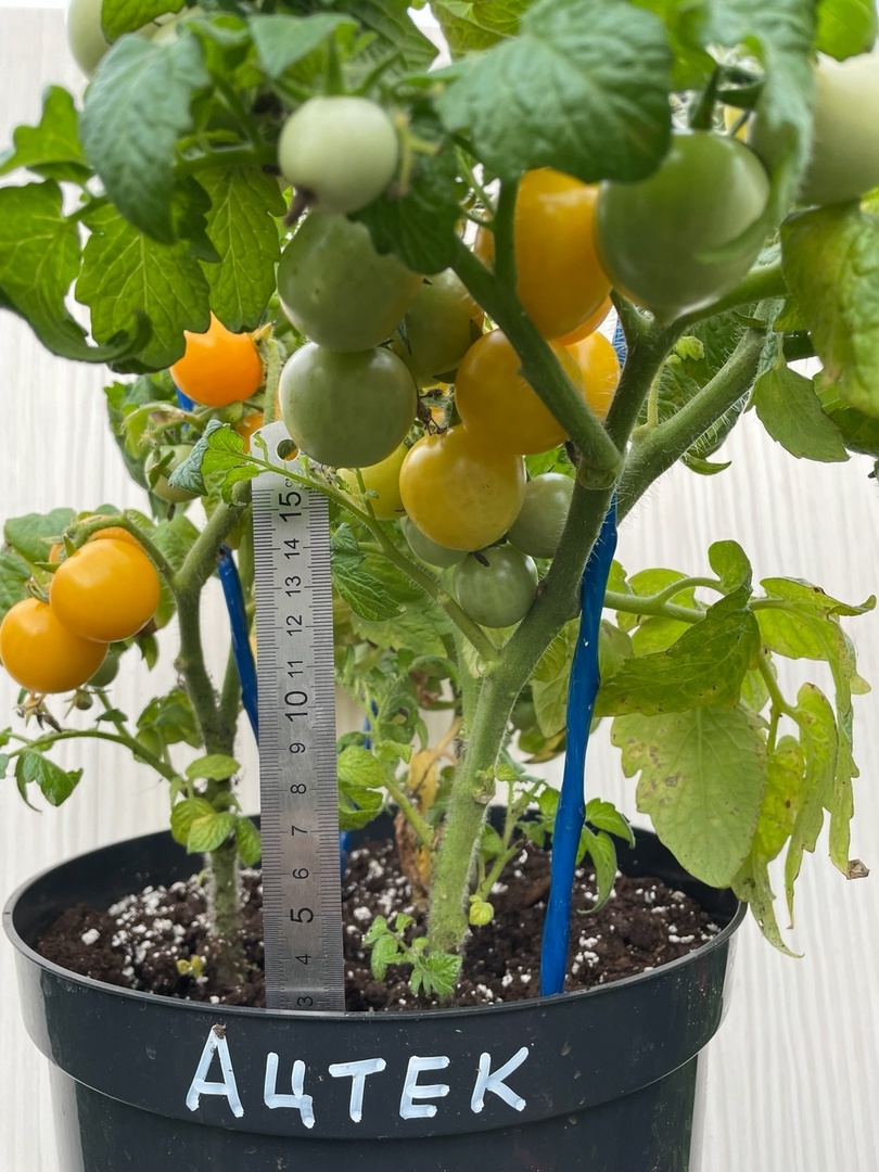 Сорт томатов Ацтек - фото 3