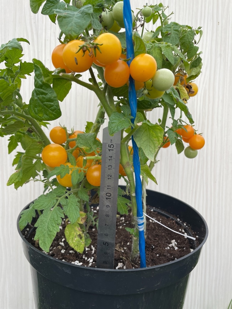 Семена томатов Венус