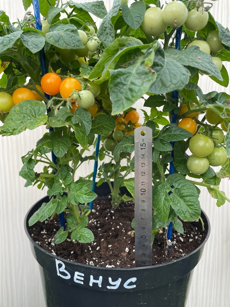 Выращивание томатов Венус - фото 2