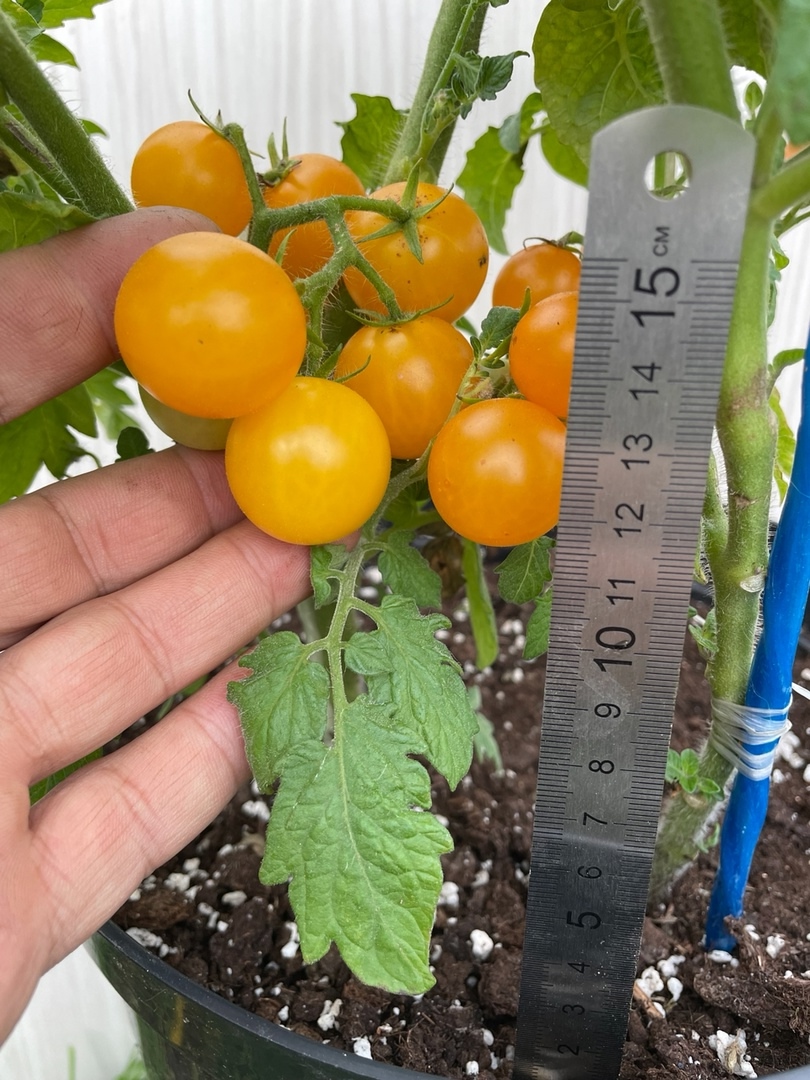 Сорт томатов Венус - фото 3