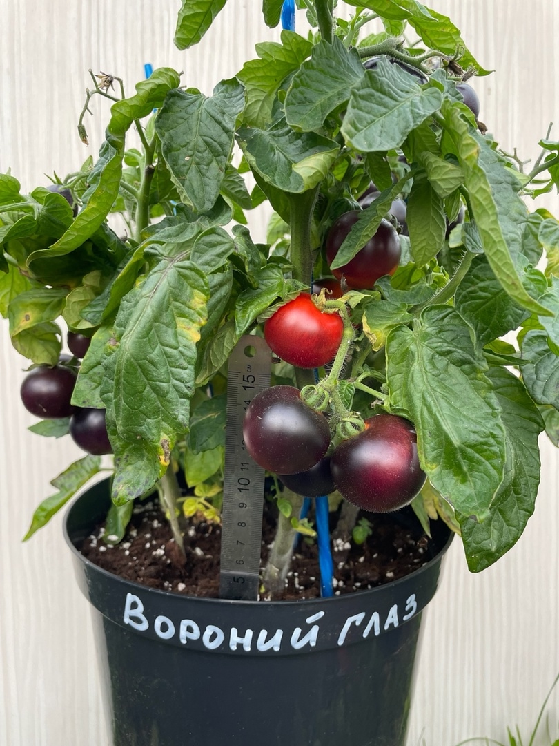 Семена томатов Вороний глаз