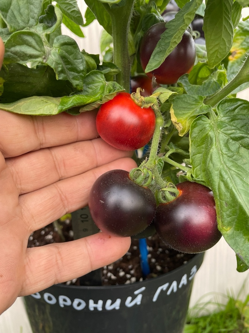 Выращивание томатов Вороний глаз - фото 2