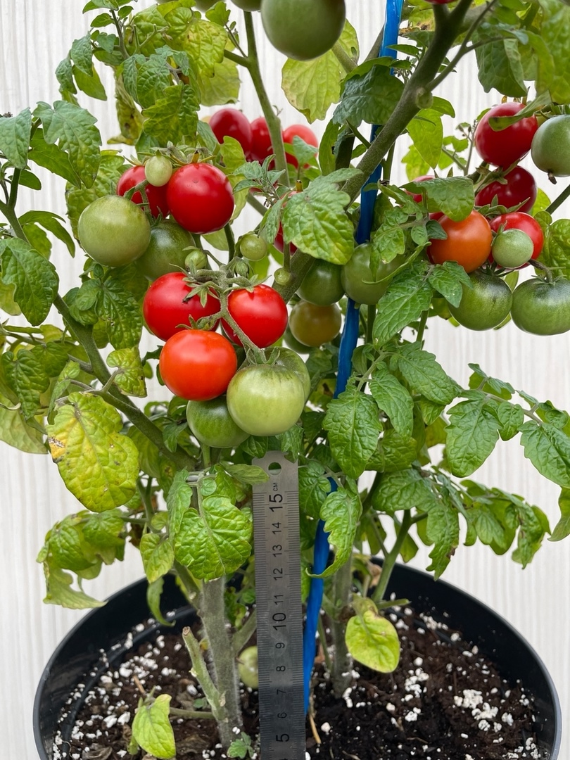 Семена томатов Минибел