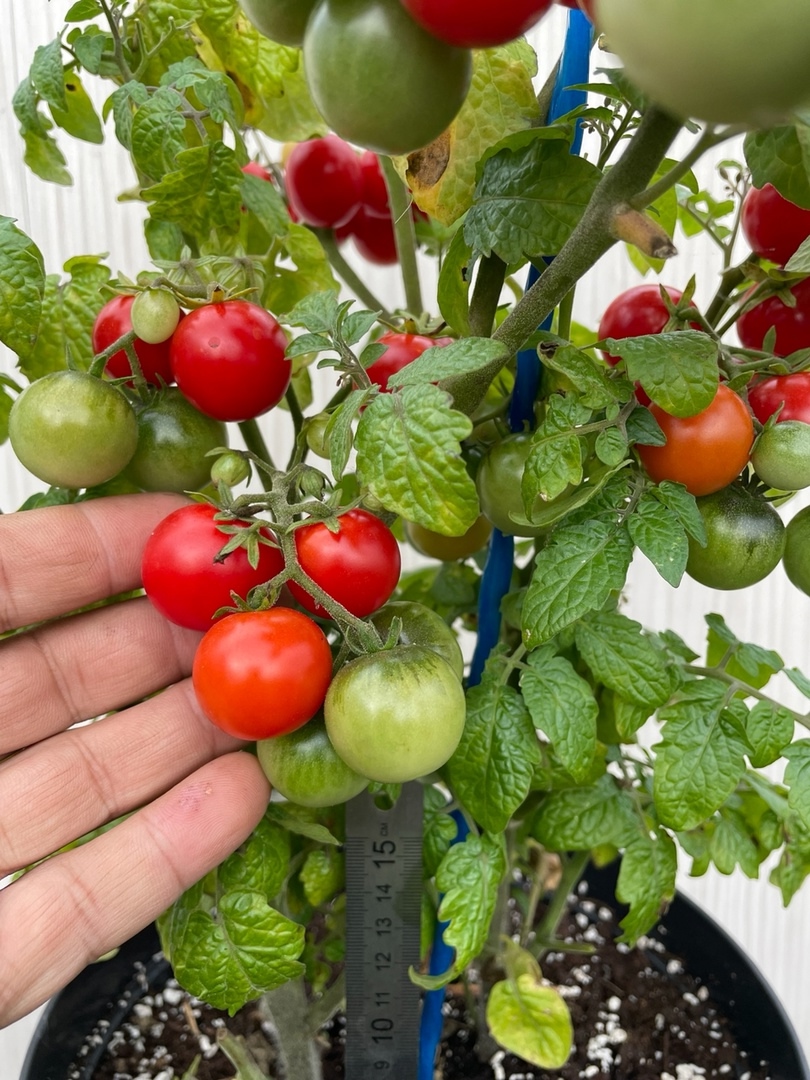 Выращивание томатов Минибел - фото 2