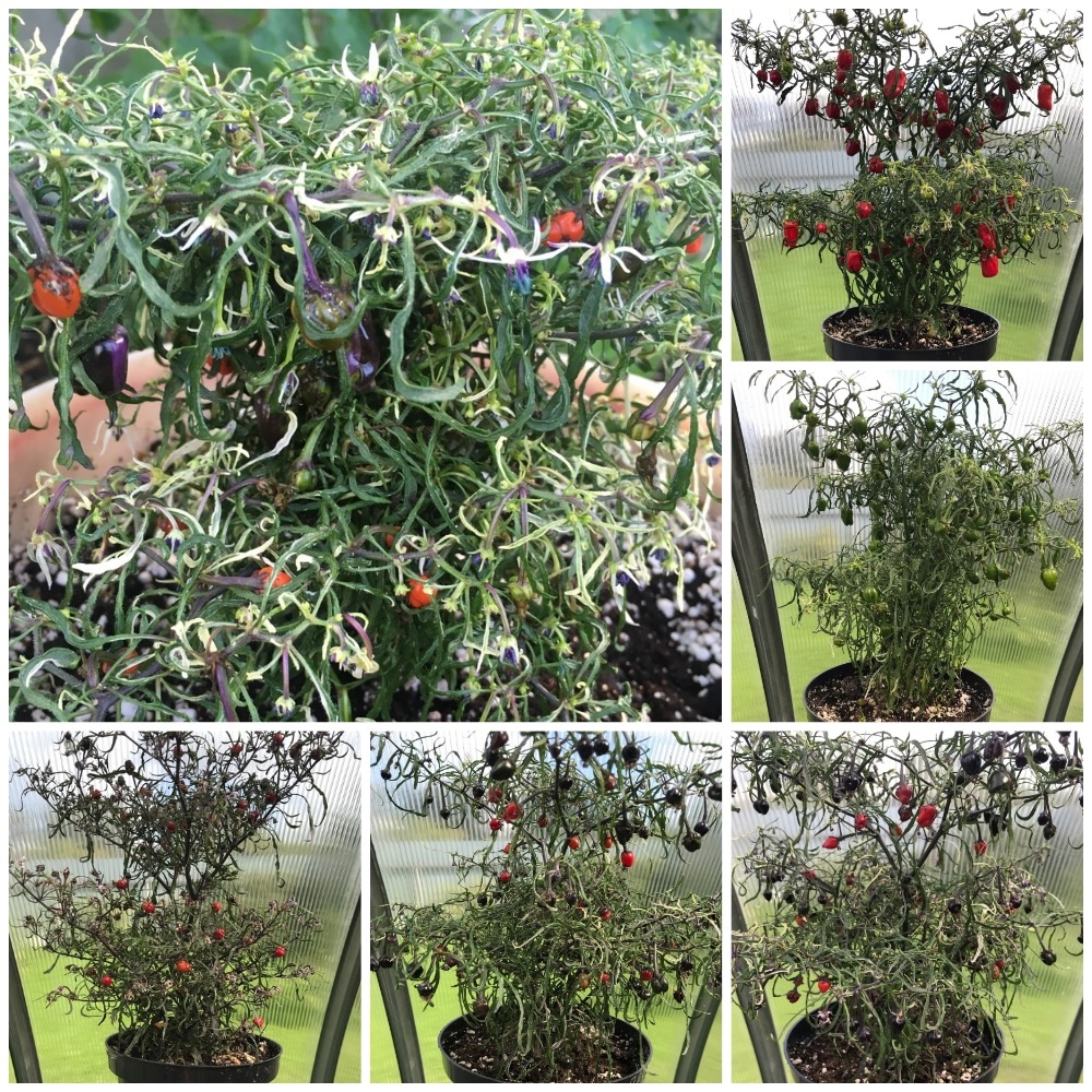 Семена острого перца Mutant пестролистный (смесь)