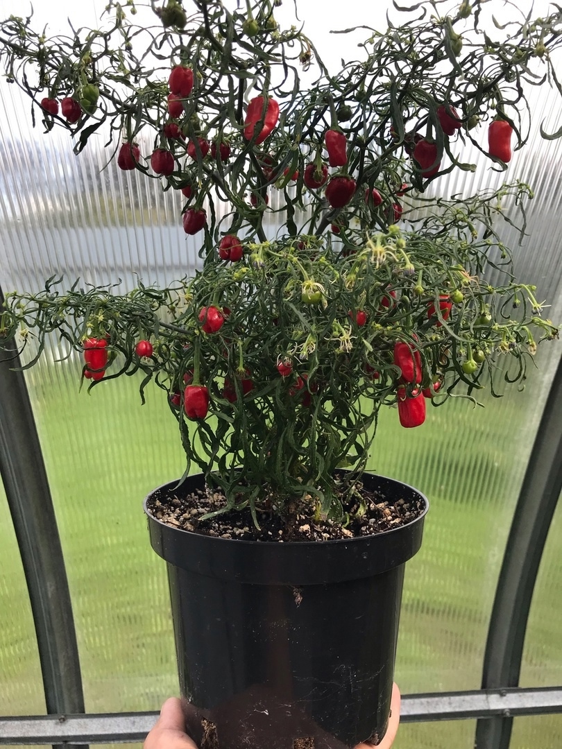 Выращивание острого перца Mutant пестролистный (смесь) - фото 2