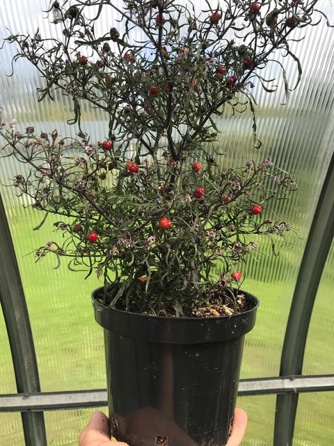 Сорт острого перца Mutant пестролистный (смесь) - фото 3