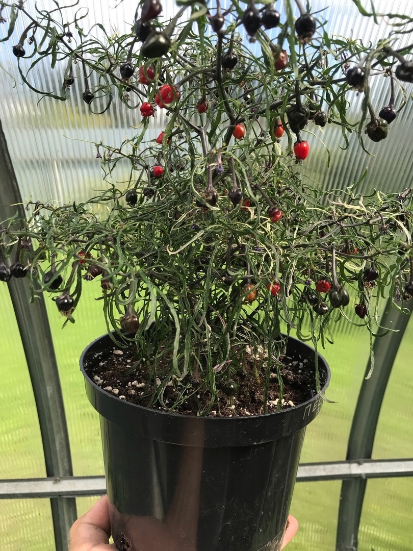 Плоды острого перца Mutant пестролистный (смесь) - фото 4