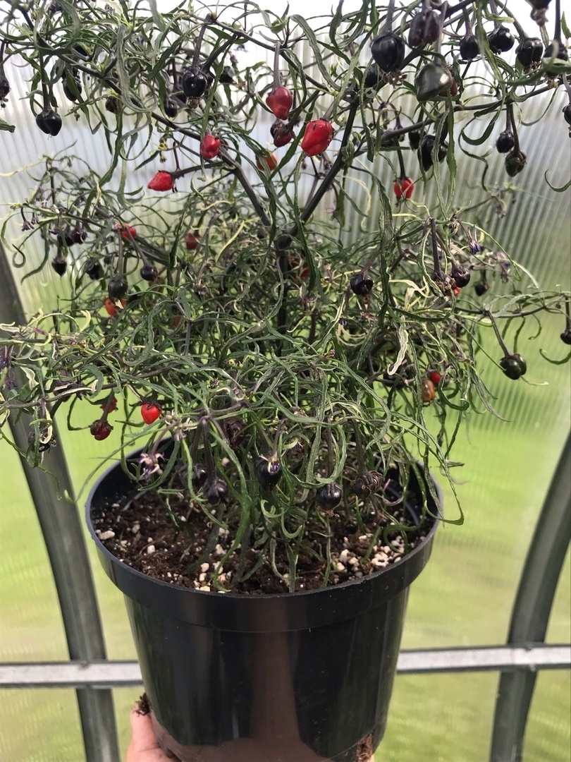 Что вырастает из семян острого перца Mutant пестролистный (смесь) - фото 5