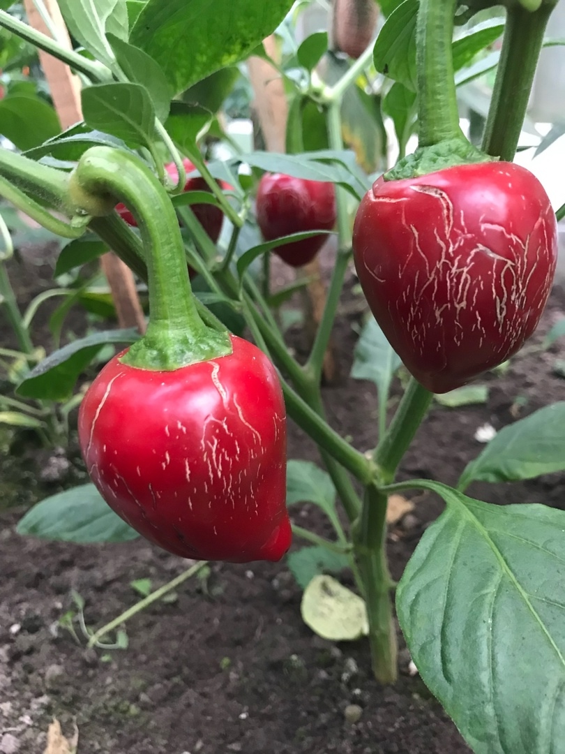 Выращивание острого перца Jalapeno Dieghito - фото 2