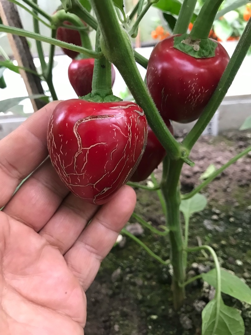 Сорт острого перца Jalapeno Dieghito - фото 3