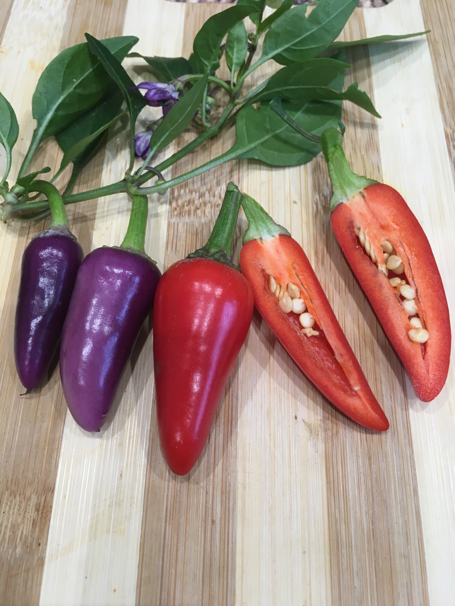 Семена острого перца Jalapeno Multicolor