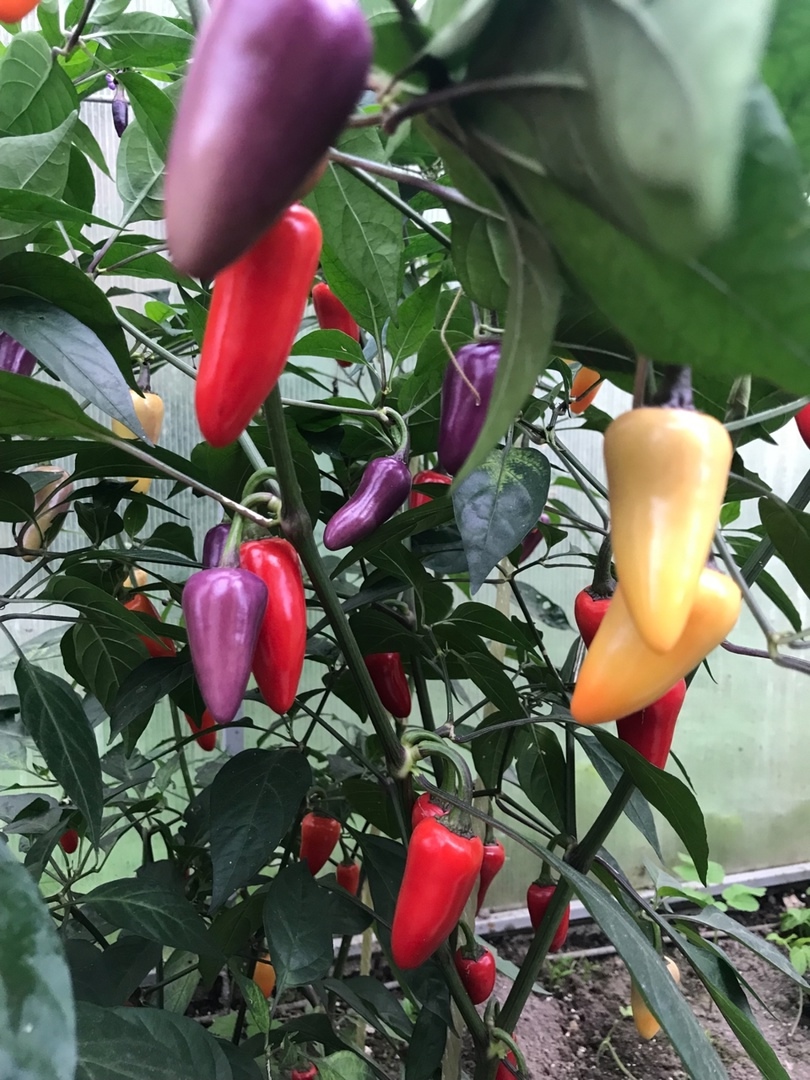 Выращивание острого перца Jalapeno Multicolor - фото 2