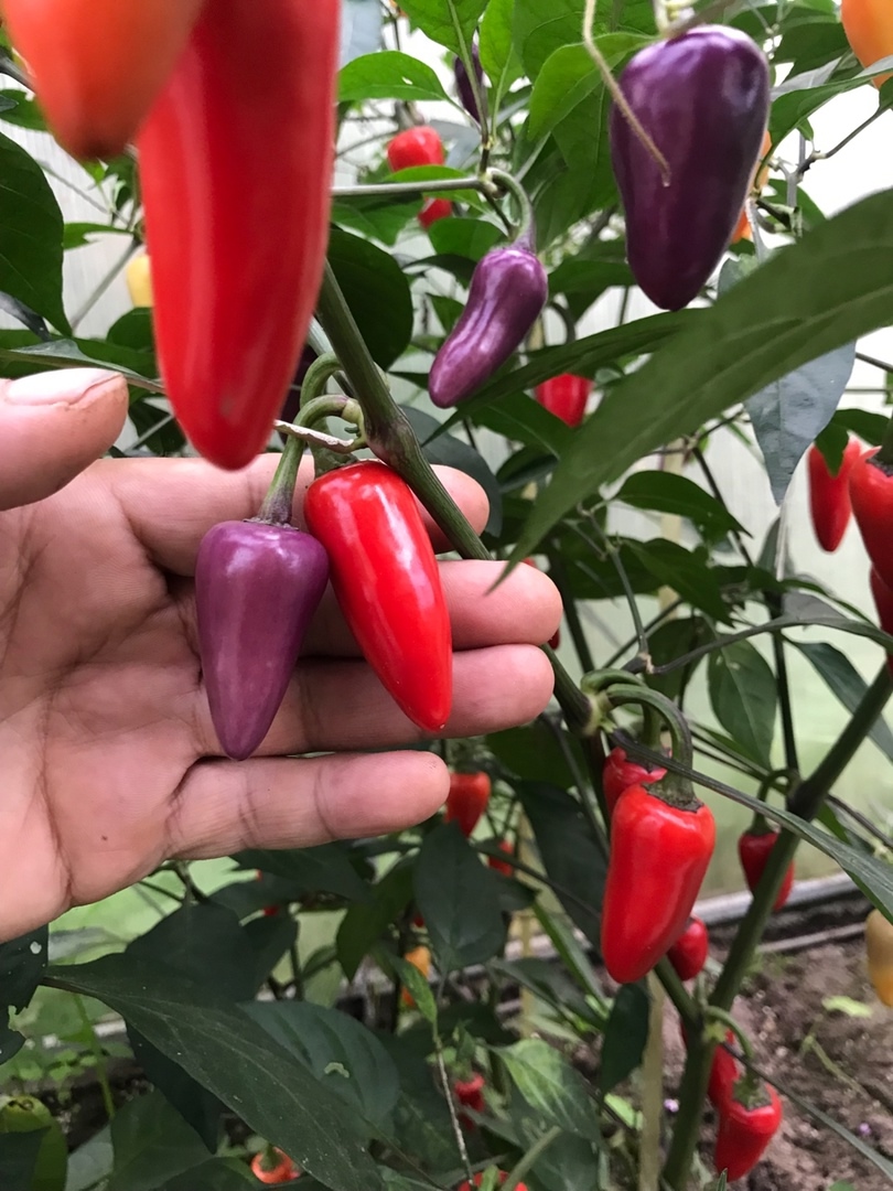 Сорт острого перца Jalapeno Multicolor - фото 3