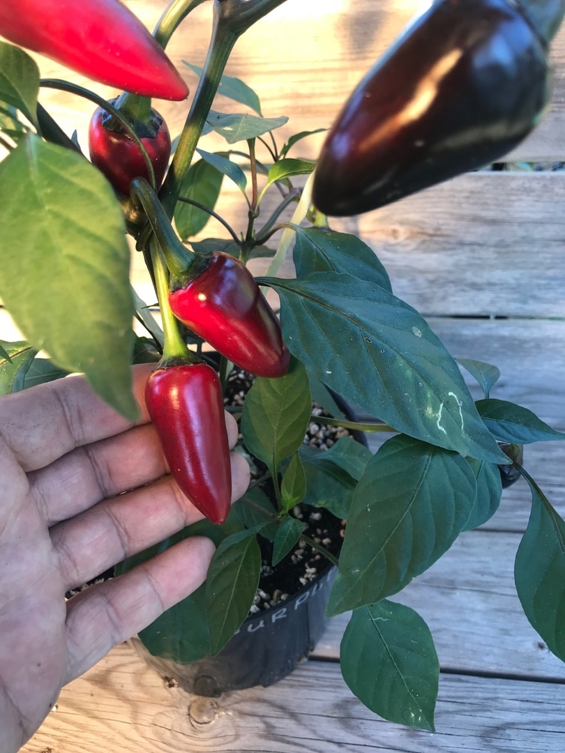 Семена острого перца Jalapeno Purple