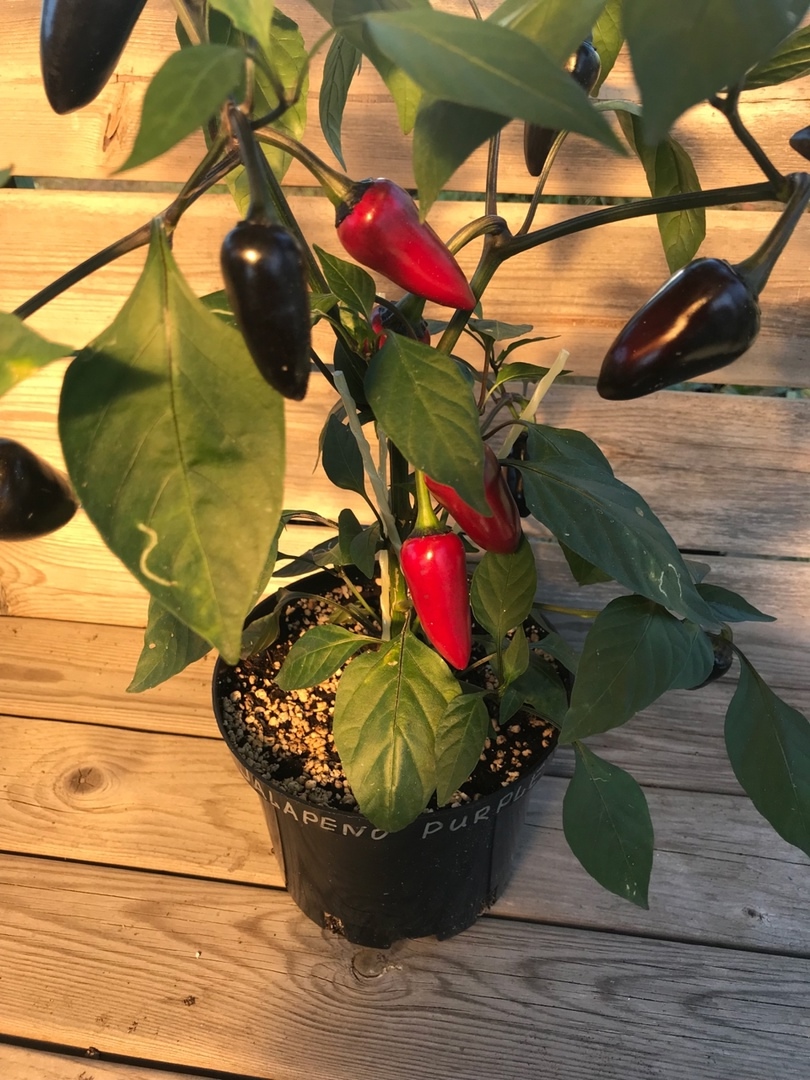 Выращивание острого перца Jalapeno Purple - фото 2