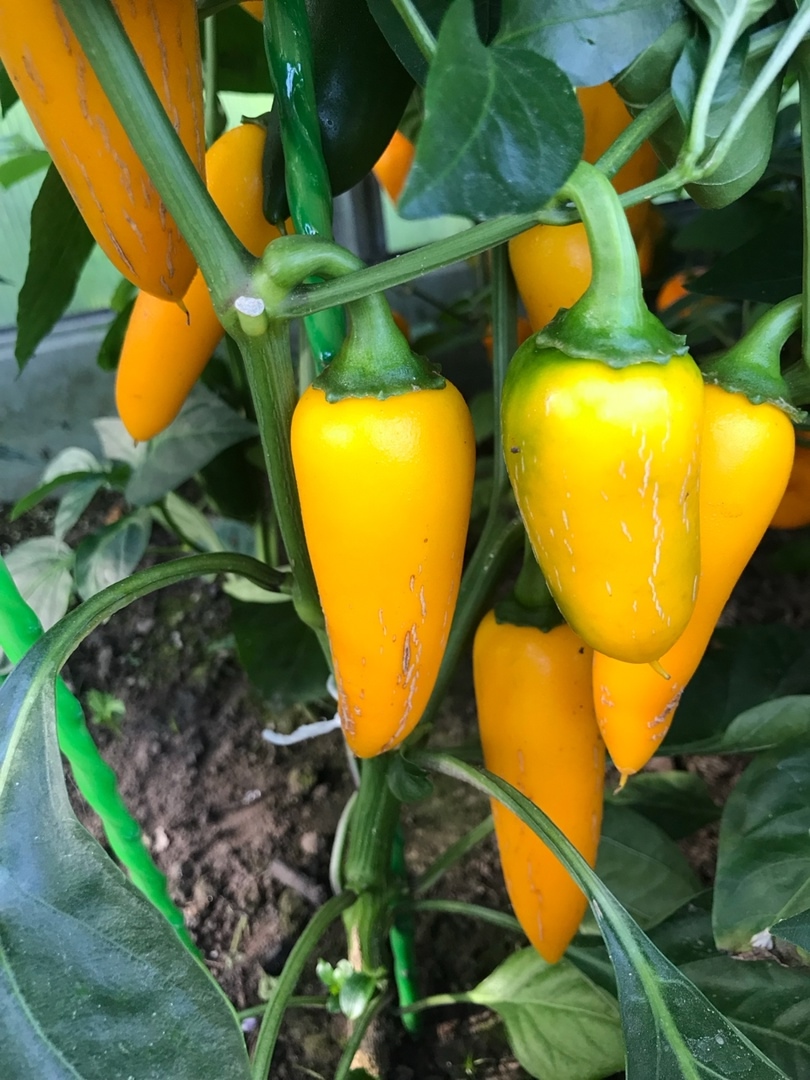 Выращивание острого перца Jalapeno Yellow Giant - фото 2