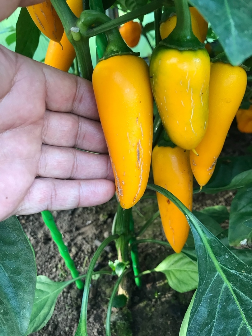 Сорт острого перца Jalapeno Yellow Giant - фото 3