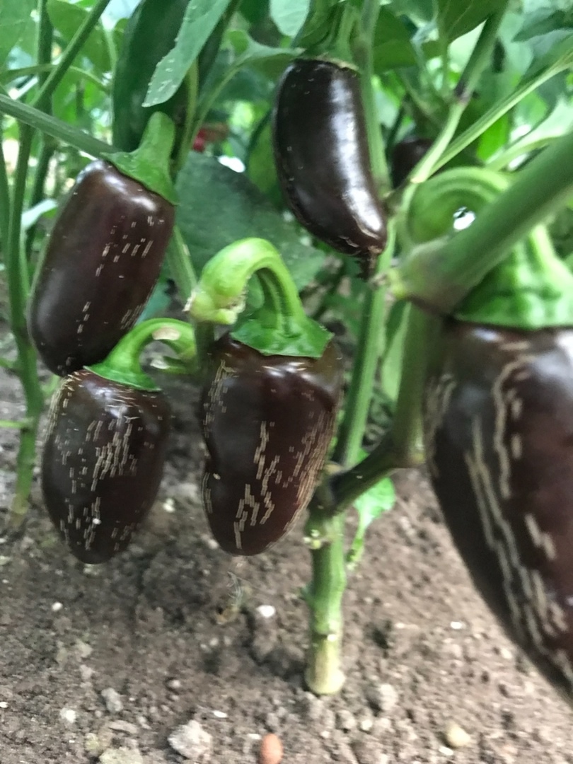 Выращивание острого перца Jalapeno Azabache - фото 2