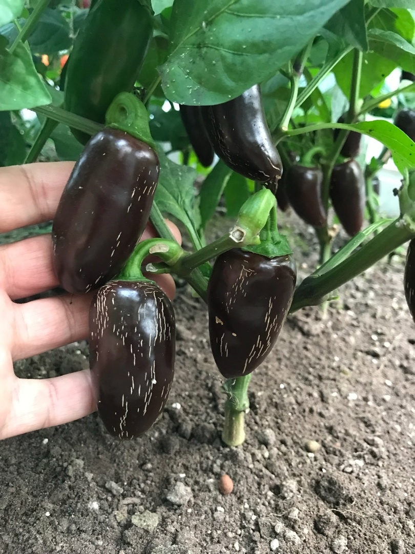 Сорт острого перца Jalapeno Azabache - фото 3
