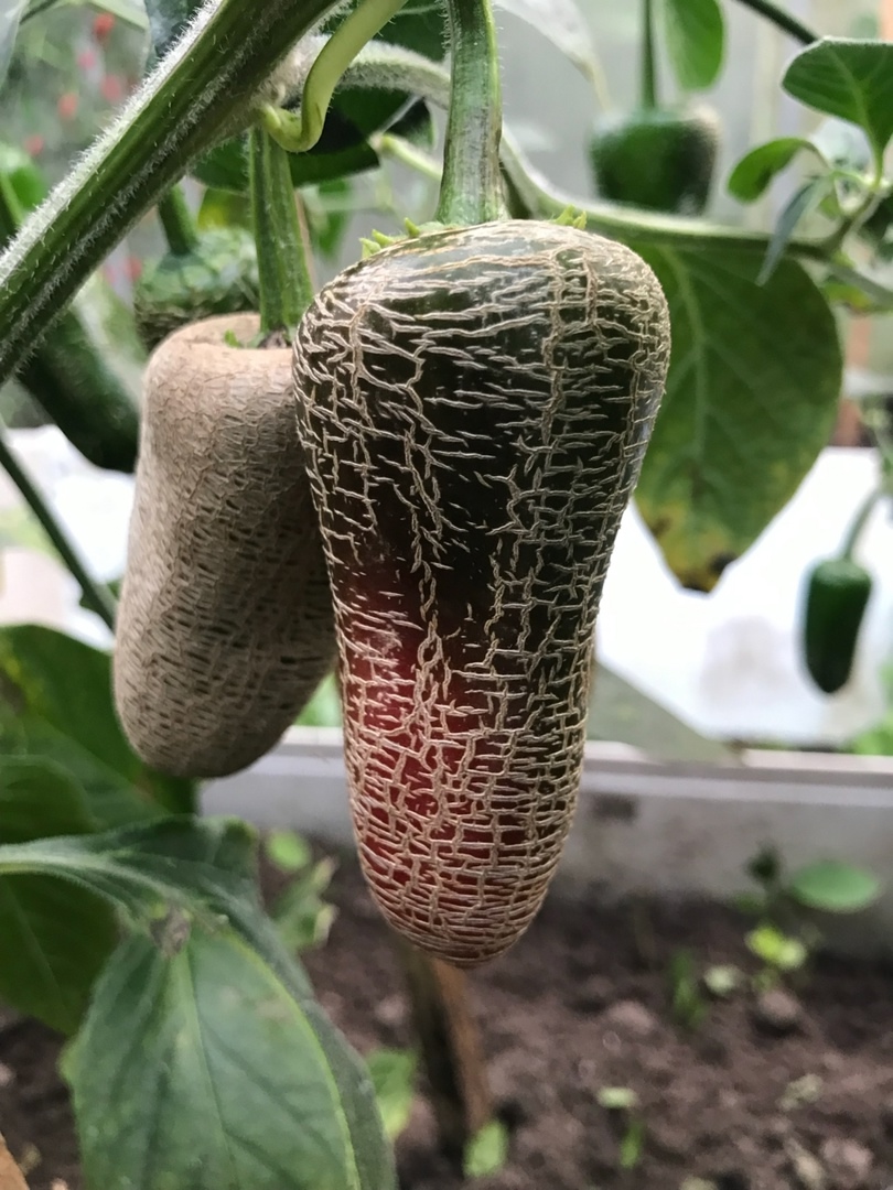 Выращивание острого перца Jalapeno Farmer's Market - фото 2