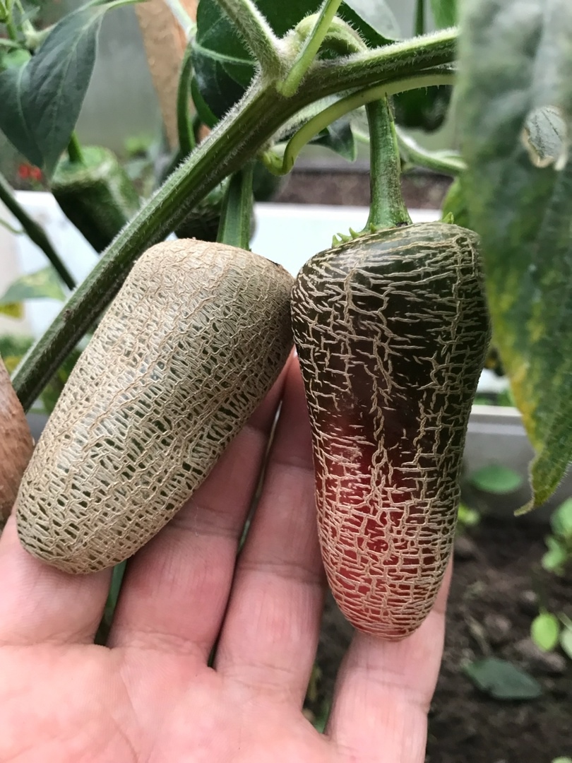 Сорт острого перца Jalapeno Farmer's Market - фото 3