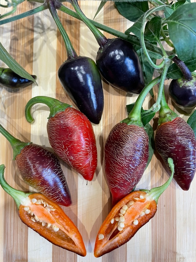 Семена острого перца Raffaello