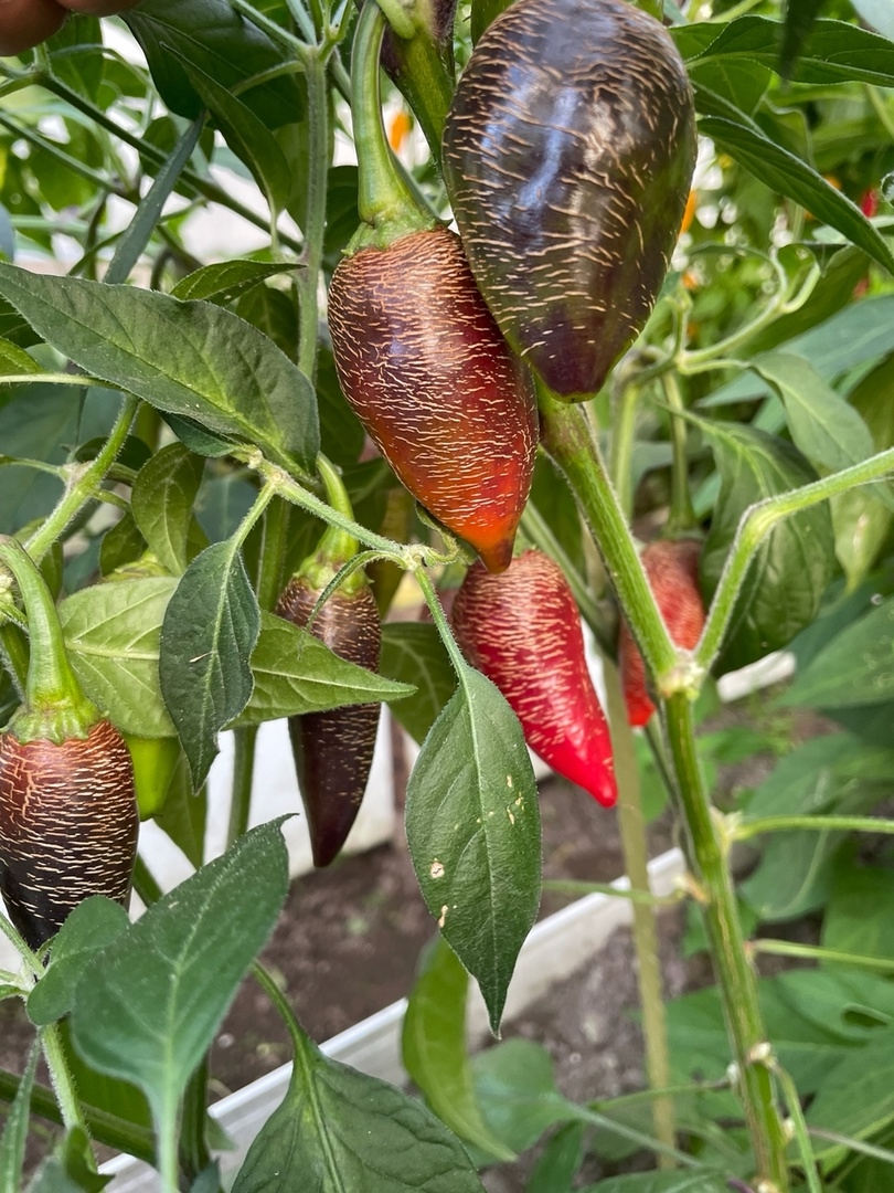 Выращивание острого перца Raffaello - фото 2