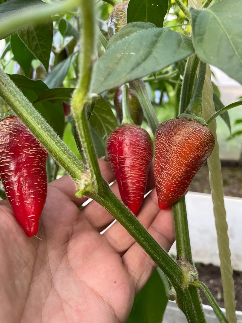 Сорт острого перца Raffaello - фото 3