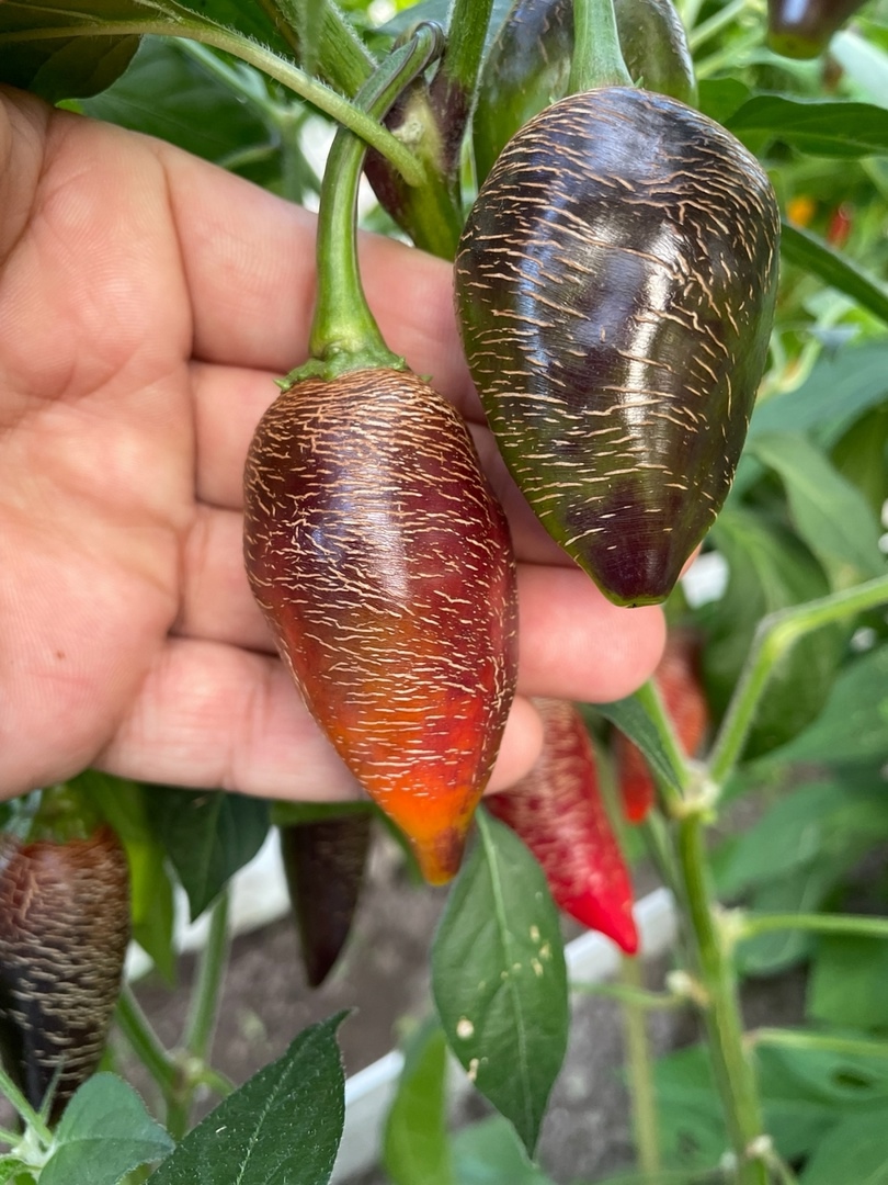 Плоды острого перца Raffaello - фото 4