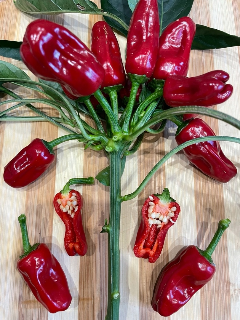 Семена острого перца Turkish Flower biber