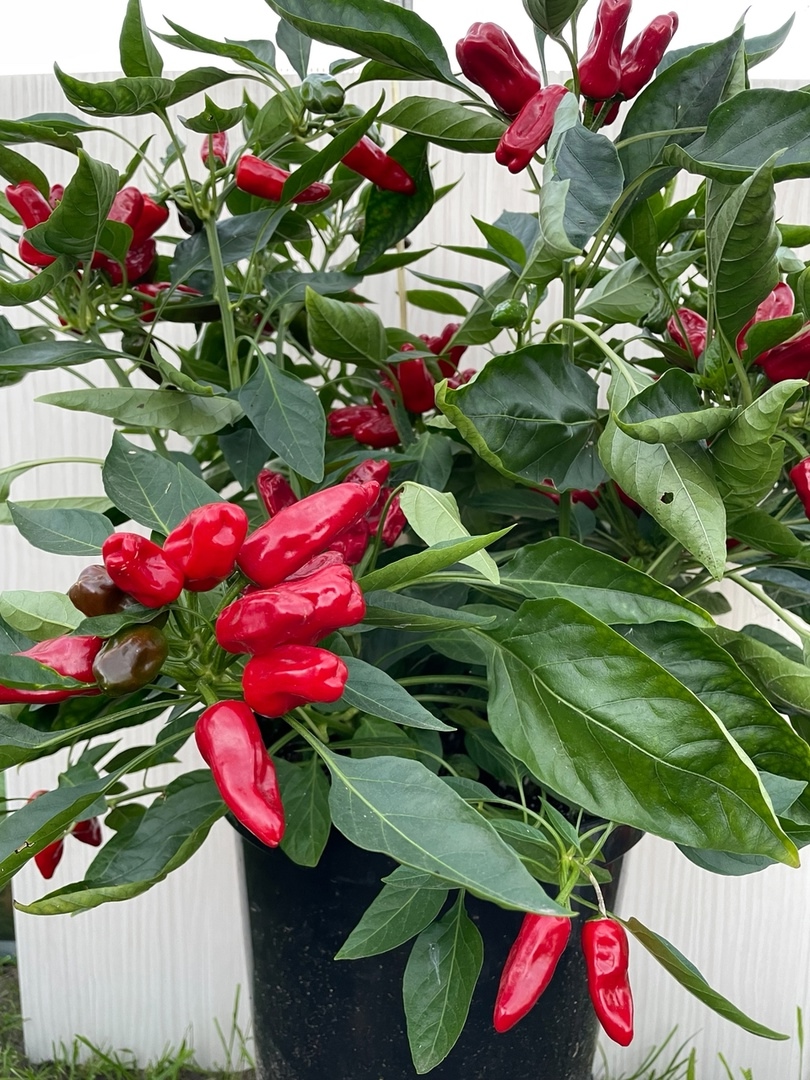 Выращивание острого перца Turkish Flower biber - фото 2