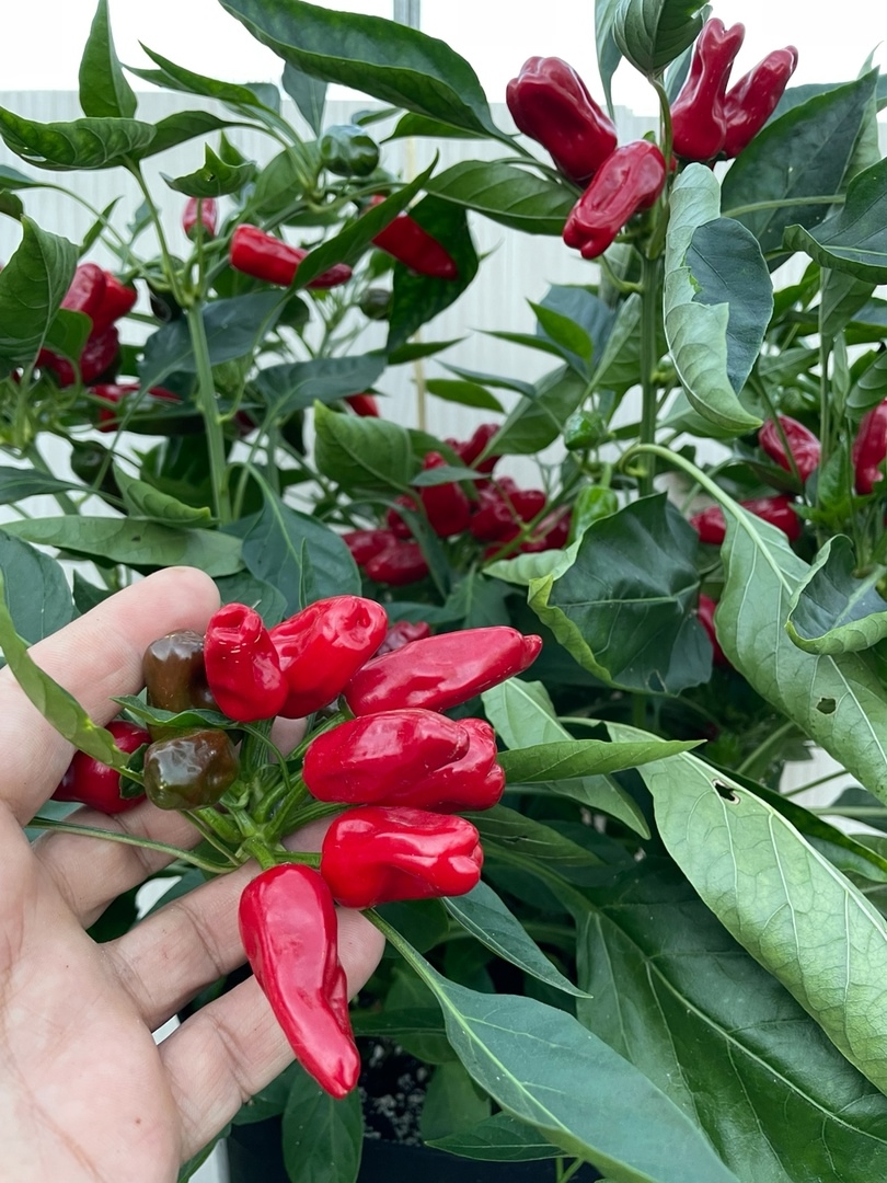 Сорт острого перца Turkish Flower biber - фото 3