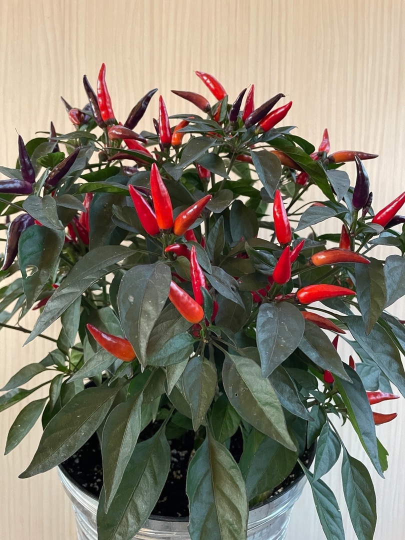 Семена острого перца Эврика