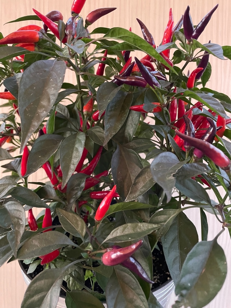 Выращивание острого перца Эврика - фото 2