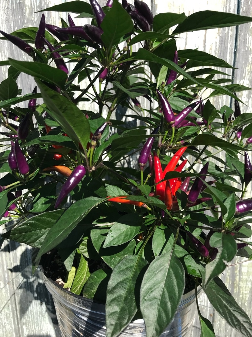 Сорт острого перца Эврика - фото 3