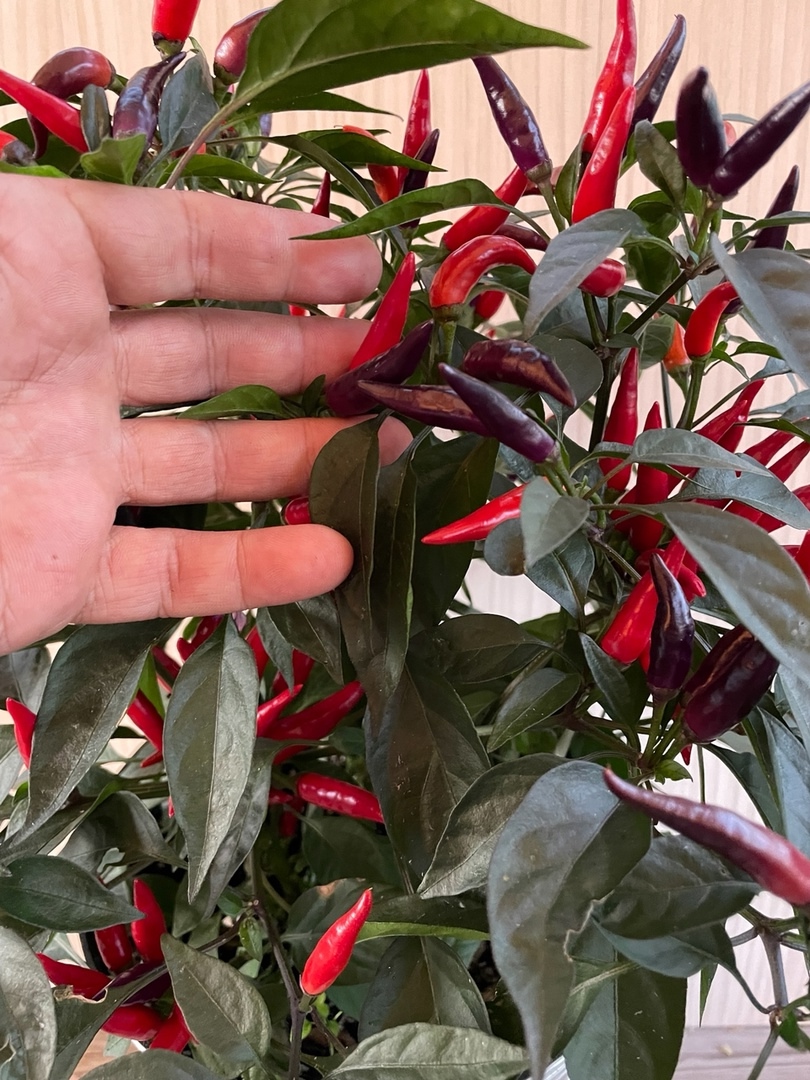 Плоды острого перца Эврика - фото 4