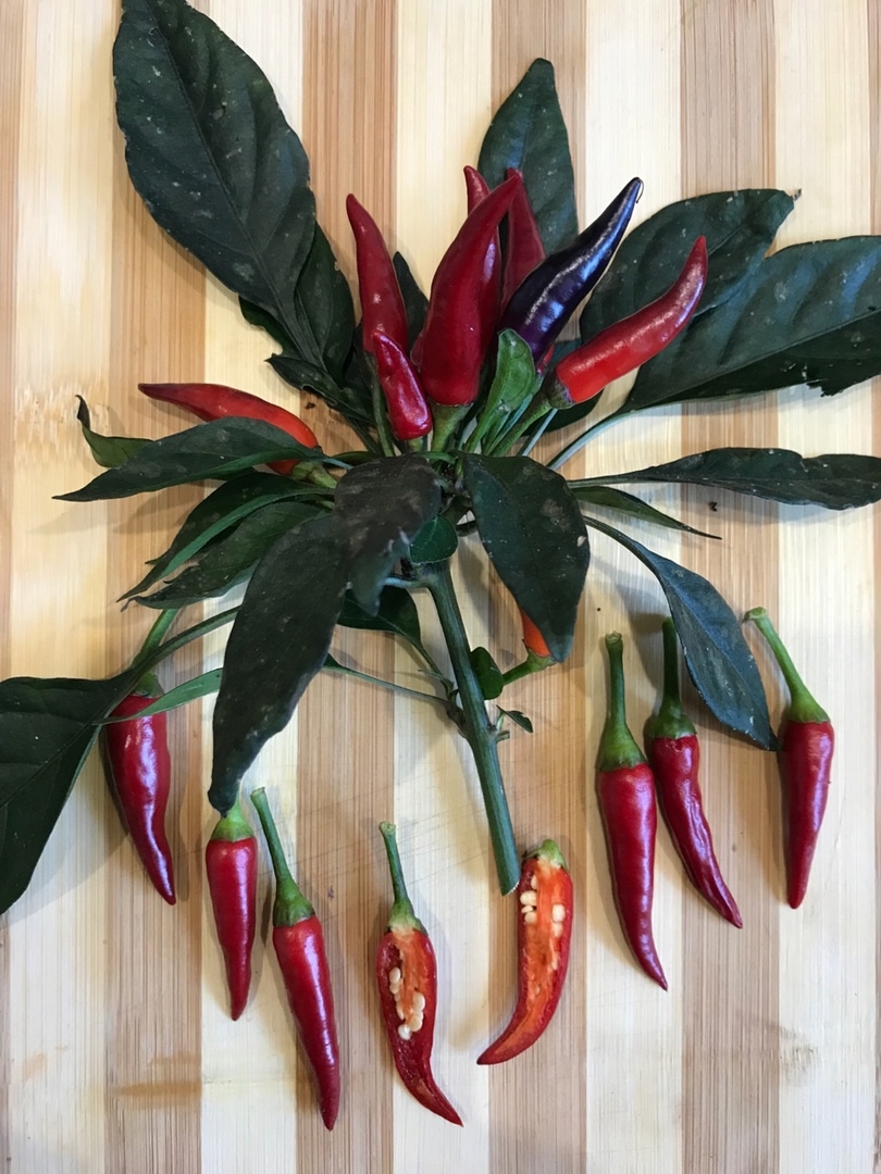 Что вырастает из семян острого перца Эврика - фото 5