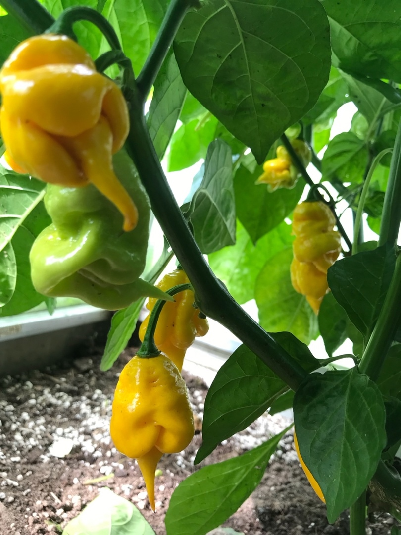 Выращивание острого перца Jay's Yellow Ghost Scorpion - фото 2