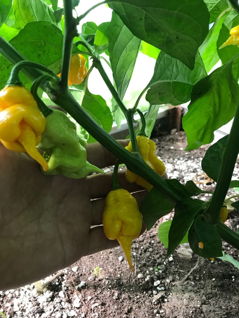 Сорт острого перца Jay's Yellow Ghost Scorpion - фото 3