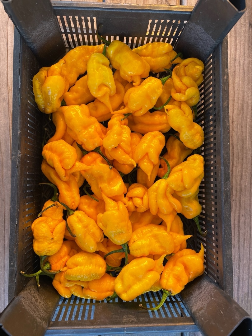 Плоды острого перца Jay's Yellow Ghost Scorpion - фото 4