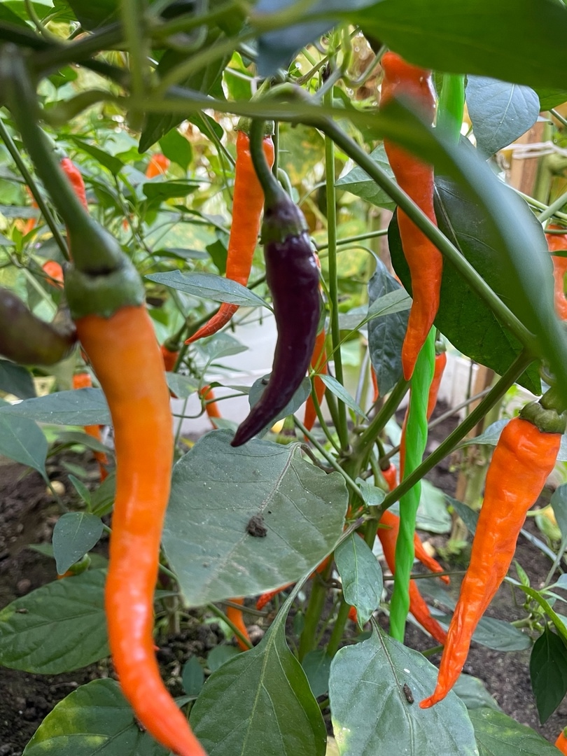 Выращивание острого перца Buena Mulata - фото 2